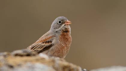 Grey-necked Bunting