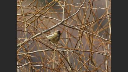 Red-fronted Serin