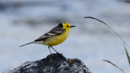 Citrine Wagtail