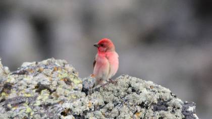 Common Rosefinch