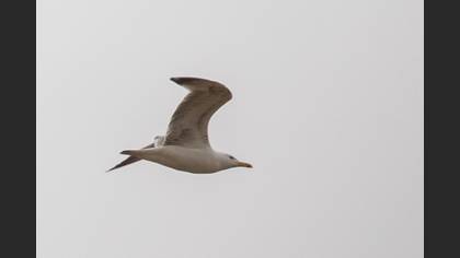 Caspian Gull