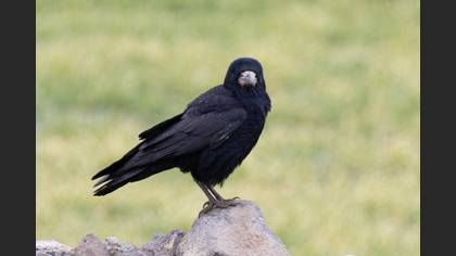 Rook