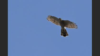 Eurasian Sparrowhawk
