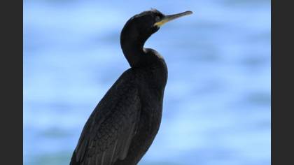 European Shag