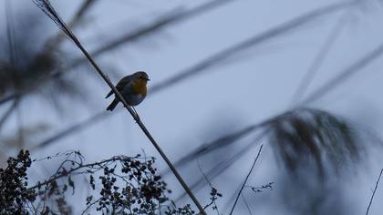 European Robin