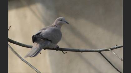 Eurasian Collared Dove