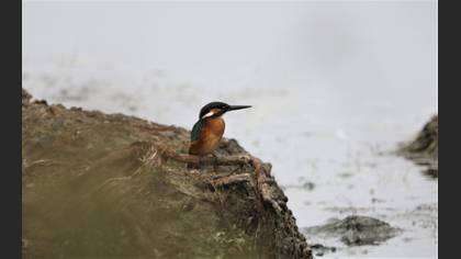 Common Kingfisher