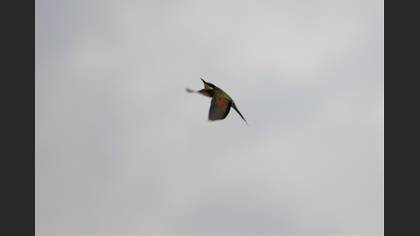 European Bee-eater