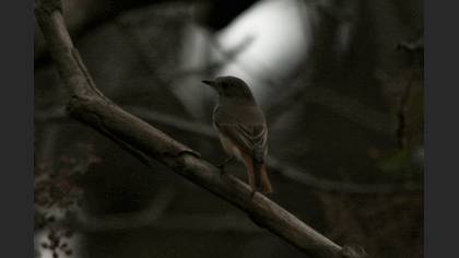 Common Redstart