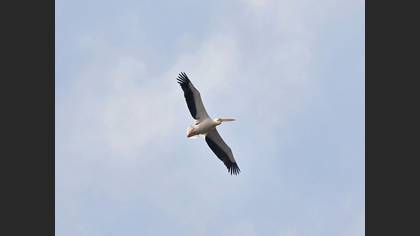 Great White Pelican