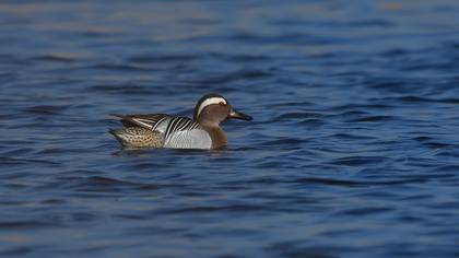 Garganey