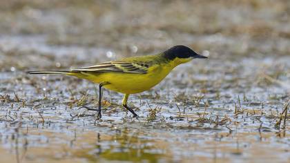 Western Yellow Wagtail