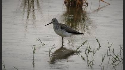 Common Greenshank