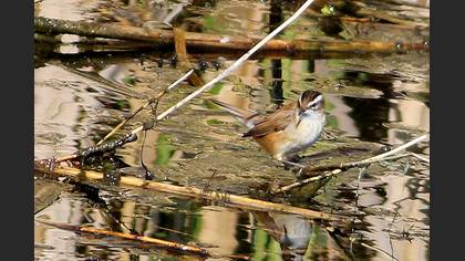 Moustached Warbler