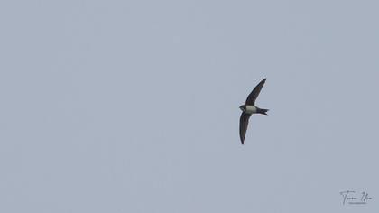 Alpine Swift
