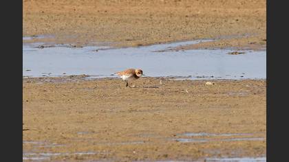 Greater Sand Plover