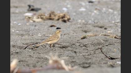Tawny Pipit