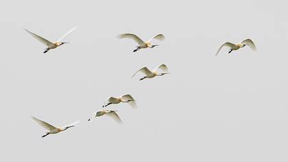 Eurasian Spoonbill