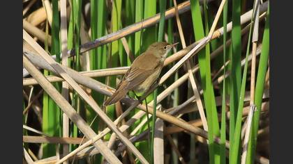 Marsh Warbler