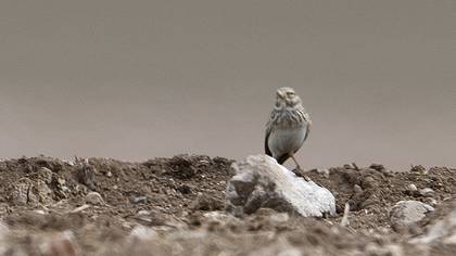 Turkestan Short-toed Lark