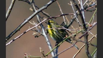European Serin