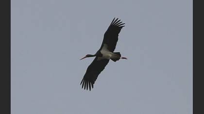 Black Stork