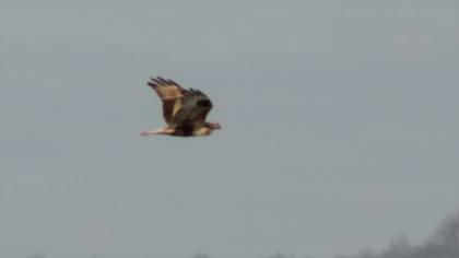 Long-legged Buzzard