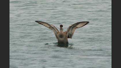 Red-crested Pochard