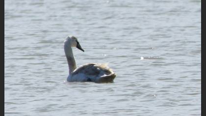 Mute Swan