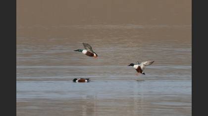 Northern Shoveler