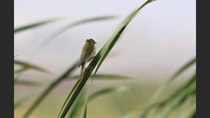 Willow Warbler