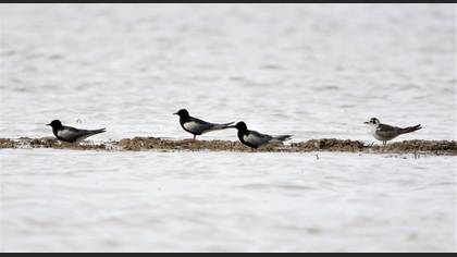 White-winged Tern