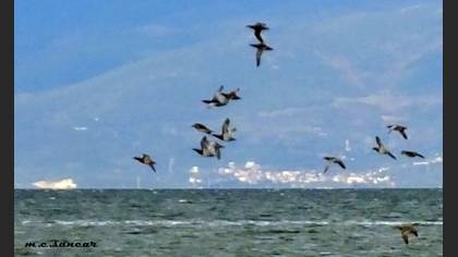 Garganey