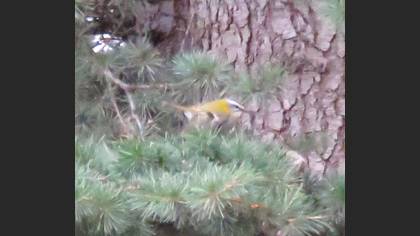 Common Firecrest