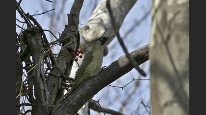 European Green Woodpecker