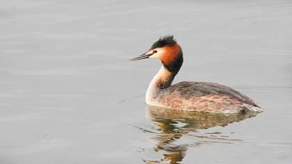 Great Crested Grebe