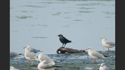 Western Jackdaw
