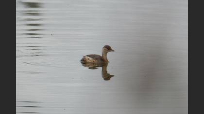 Little Grebe