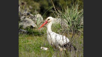 White Stork