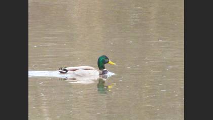 Mallard