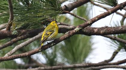 Eurasian Siskin