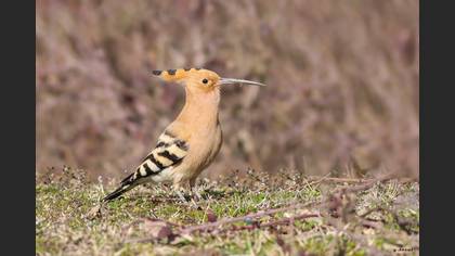 Common Hoopoe