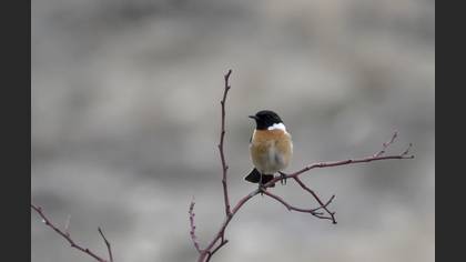 European Stonechat