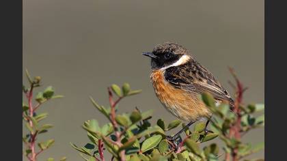 European Stonechat