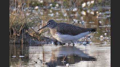 Green Sandpiper