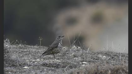 Mistle Thrush