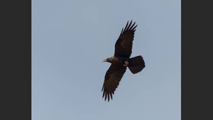 Brown-necked Raven