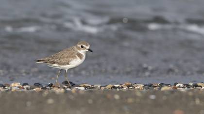 Tibetan Sand Plover