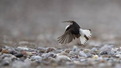 Hooded Wheatear