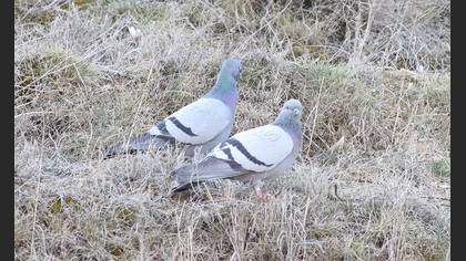 Rock Dove